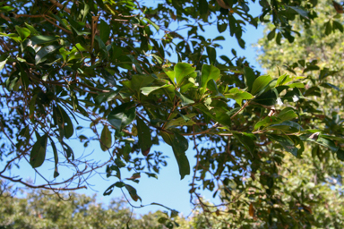 APII jpeg image of Terminalia microcarpa  © contact APII