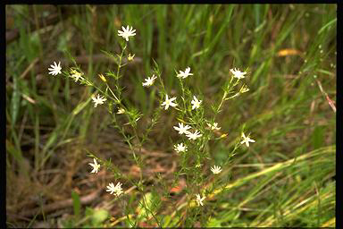 APII jpeg image of Stellaria pungens  © contact APII