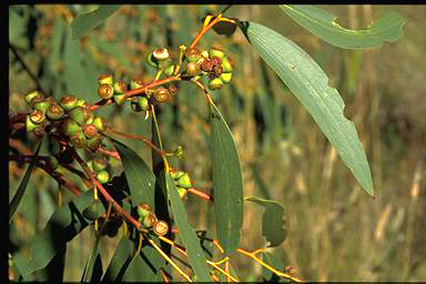 APII jpeg image of Eucalyptus pauciflora  © contact APII