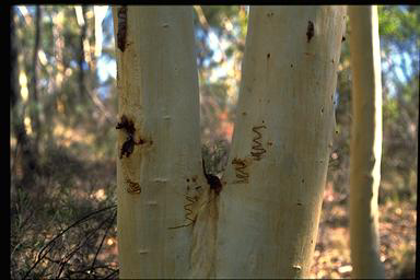 APII jpeg image of Eucalyptus rossii  © contact APII