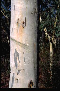 APII jpeg image of Eucalyptus mannifera  © contact APII