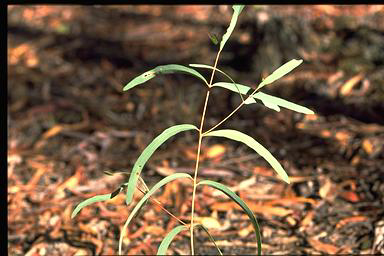 APII jpeg image of Eucalyptus mannifera  © contact APII