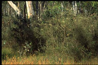 APII jpeg image of Leptospermum continentale  © contact APII