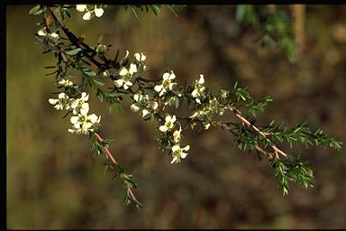 APII jpeg image of Leptospermum continentale  © contact APII