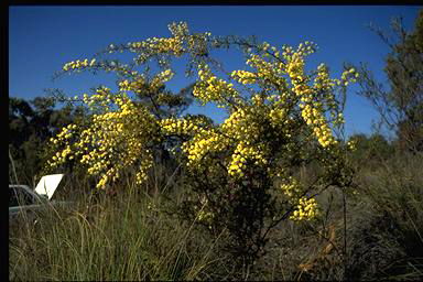 APII jpeg image of Acacia genistifolia  © contact APII