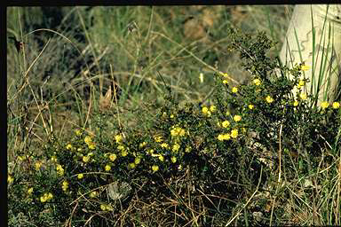 APII jpeg image of Acacia gunnii  © contact APII