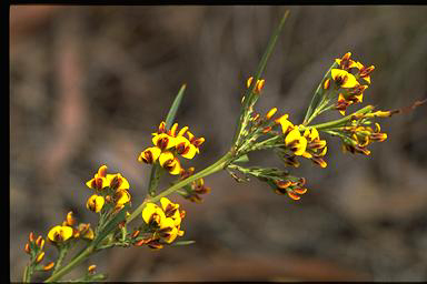 APII jpeg image of Daviesia mimosoides subsp. mimosoides  © contact APII