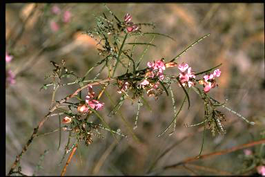 APII jpeg image of Indigofera adesmiifolia  © contact APII