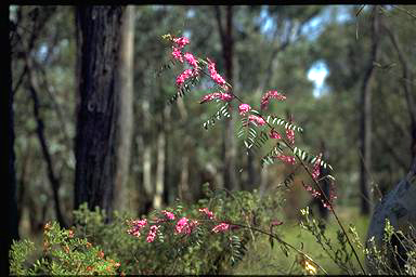 APII jpeg image of Indigofera australis  © contact APII