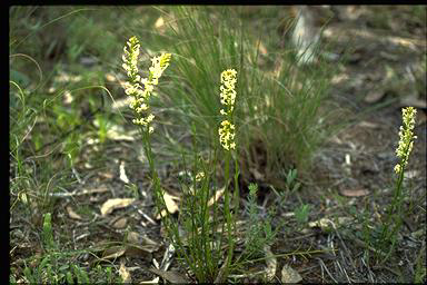 APII jpeg image of Stackhousia monogyna  © contact APII