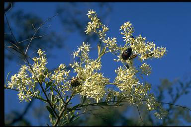 APII jpeg image of Bursaria spinosa subsp. lasiophylla  © contact APII