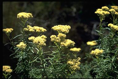 APII jpeg image of Cassinia aculeata  © contact APII