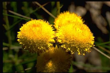 APII jpeg image of Helichrysum scorpioides  © contact APII