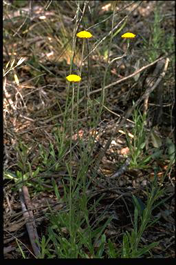 APII jpeg image of Helichrysum scorpioides  © contact APII