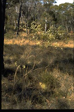 APII jpeg image of Olearia microphylla  © contact APII