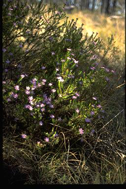 APII jpeg image of Olearia tenuifolia  © contact APII