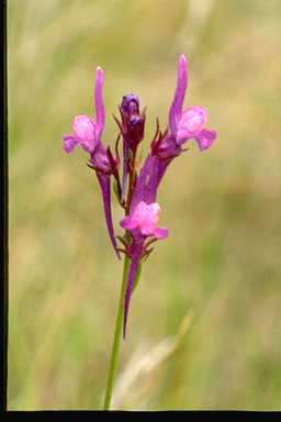 APII jpeg image of Linaria pelisseriana  © contact APII