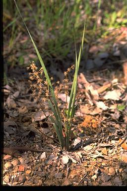 APII jpeg image of Lomandra multiflora subsp. multiflora  © contact APII