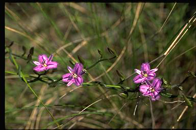 APII jpeg image of Thysanotus patersonii  © contact APII