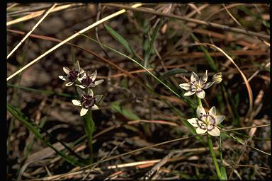 APII jpeg image of Wurmbea dioica subsp. dioica  © contact APII