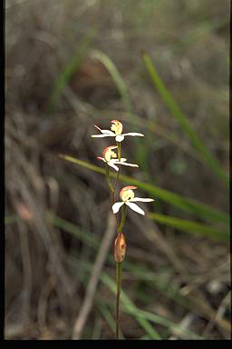 APII jpeg image of Caladenia gracilis  © contact APII