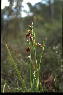 APII jpeg image of Calochilus robertsonii  © contact APII