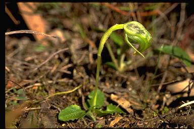 APII jpeg image of Pterostylis nutans  © contact APII