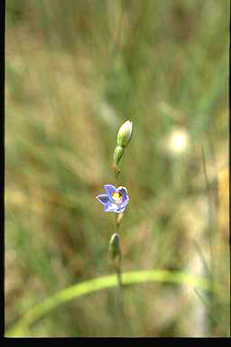 APII jpeg image of Thelymitra pauciflora  © contact APII