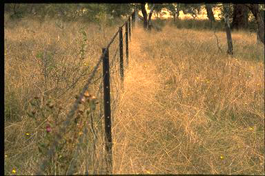 APII jpeg image of Panicum effusum  © contact APII