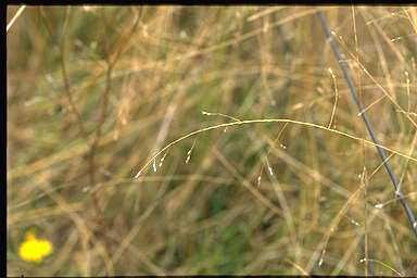 APII jpeg image of Panicum effusum  © contact APII