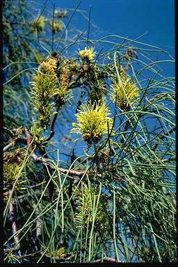 APII jpeg image of Hakea chordophylla  © contact APII