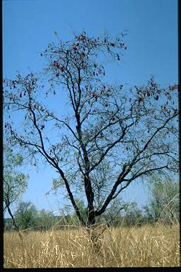 APII jpeg image of Bauhinia cunninghamii  © contact APII