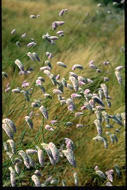 APII jpeg image of Ptilotus calostachyus  © contact APII