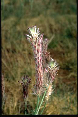 APII jpeg image of Ptilotus polystachyus  © contact APII