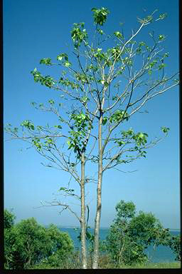 APII jpeg image of Sterculia quadrifida  © contact APII