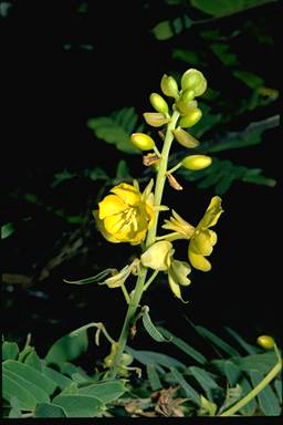 APII jpeg image of Senna notabilis  © contact APII