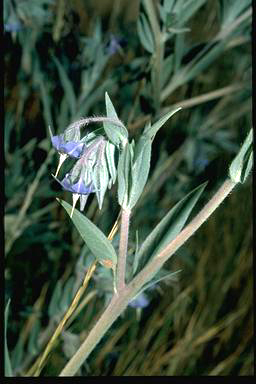 APII jpeg image of Trichodesma zeylanicum  © contact APII