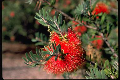 APII jpeg image of Callistemon rugulosus  © contact APII