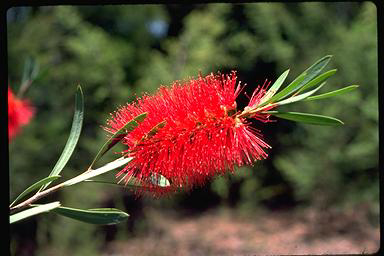 APII jpeg image of Callistemon phoeniceus  © contact APII