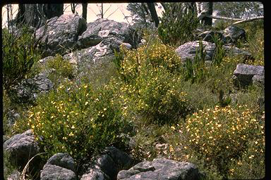 APII jpeg image of Bossiaea kiamensis  © contact APII