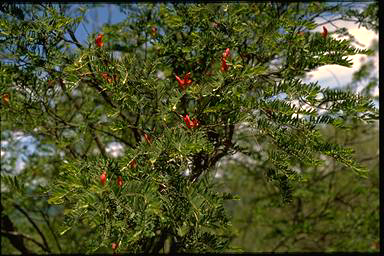 APII jpeg image of Bossiaea rupicola  © contact APII