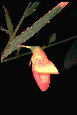 APII jpeg image of Bossiaea walkeri  © contact APII