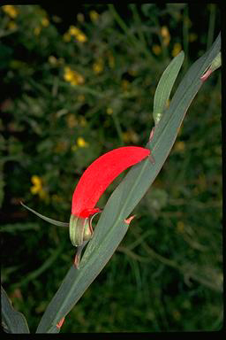 APII jpeg image of Leptosema aphyllum  © contact APII