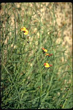 APII jpeg image of Daviesia elongata subsp. implexa  © contact APII