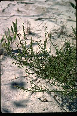 APII jpeg image of Daviesia incrassata subsp. teres  © contact APII