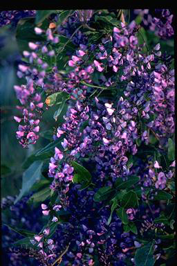 APII jpeg image of Hardenbergia comptoniana  © contact APII