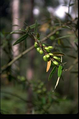 APII jpeg image of Hovea corrickiae  © contact APII