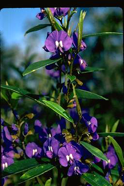 APII jpeg image of Hovea elliptica  © contact APII