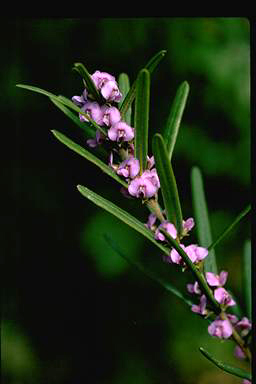 APII jpeg image of Hovea rosmarinifolia  © contact APII