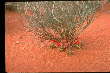 APII jpeg image of Leptosema chambersii  © contact APII